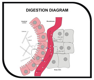 bigstock-VECTOR-Digestion-Diagram-A-28560212