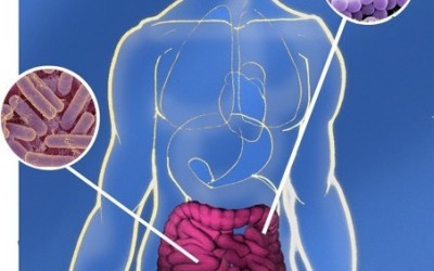Microbiota intestinal