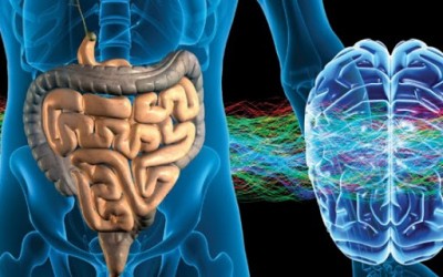 Visión espagírica del colon