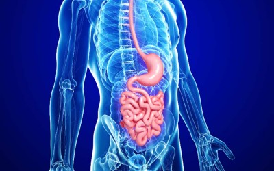 La microbiota intestinal puede influir en el estrés y la depresión