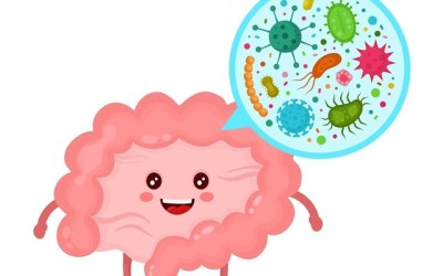 Microbiota: funciones